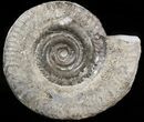 Hildoceras bifrons Ammonite - England #42671-1